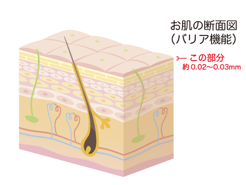 お肌の断面図（バリア機能）