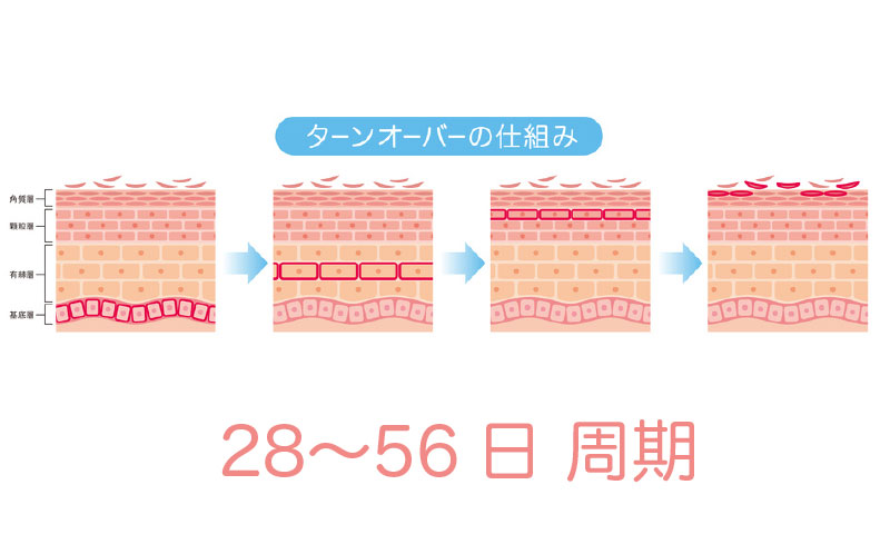 お肌のターンオーバー周期